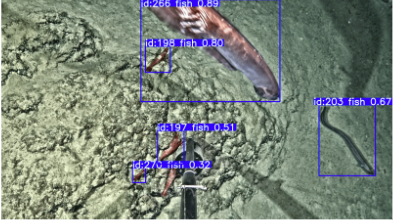 Marine species detection with bounding boxes on underwater video